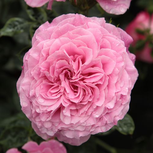 Rozen bestellen en bezorgen - heesterrozen - roze - Rosa Szent Erzsébet - zacht geurende roos - Márk Gergely - Goed geschikt voor inrichting van vakken van rozen in tuinen.